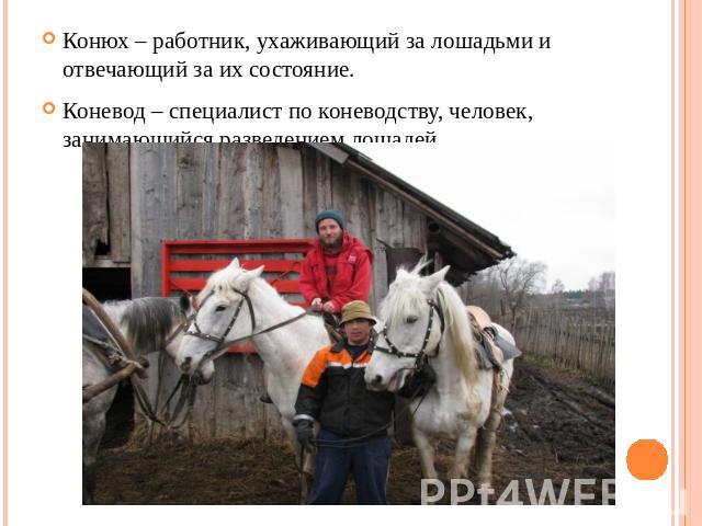 Конюх – работник, ухаживающий за лошадьми и отвечающий за их состояние.Коневод – специалист по коневодству, человек, занимающийся разведением лошадей.
