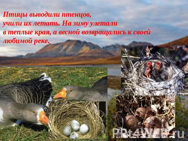 Птицы выводили птенцов, учили их летать. На зиму улетали в теплые края, а весной возвращались к своей любимой реке.