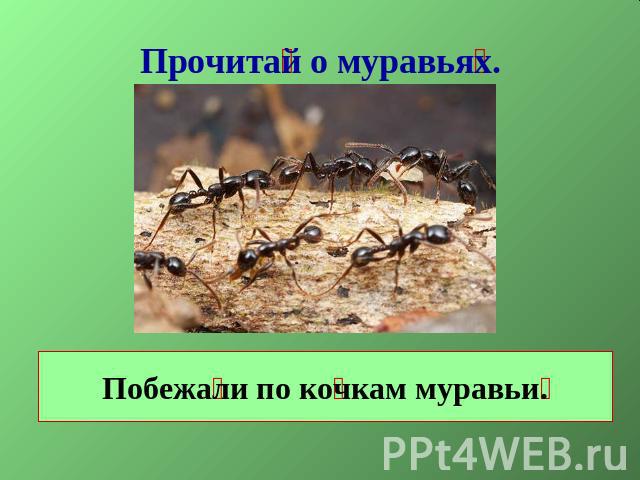 Прочитай о муравьях.Побежали по кочкам муравьи.