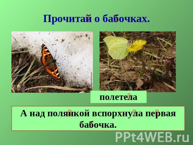 Прочитай о бабочках.полетелаА над полянкой вспорхнула первая бабочка