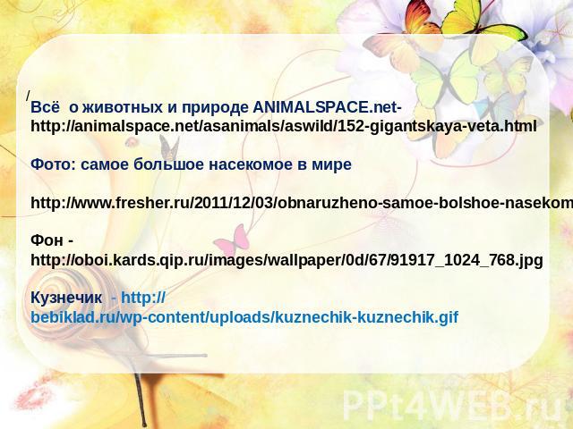 Всё о животных и природе ANIMALSPACE.net- http://animalspace.net/asanimals/aswild/152-gigantskaya-veta.htmlФото: самое большое насекомое в мире http://www.fresher.ru/2011/12/03/obnaruzheno-samoe-bolshoe-nasekomoe-v-mireФон - http://oboi.kards.qip.ru…