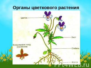 Органы цветкового растения