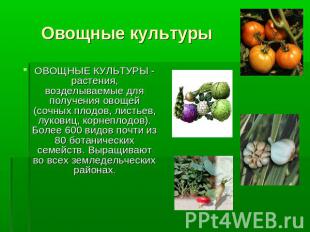 ОВОЩНЫЕ КУЛЬТУРЫ - растения, возделываемые для получения овощей (сочных плодов,