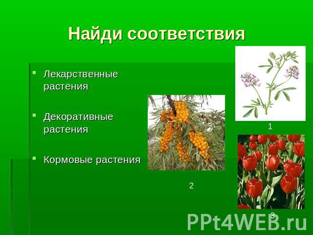 Найди соответствия Лекарственные растенияДекоративные растенияКормовые растения