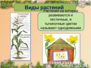 Виды растений Растения на которых развиваются и пестичные, и тычиночные цветки н