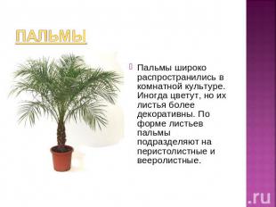 ПальмыПальмы широко распространились в комнатной культуре. Иногда цветут, но их