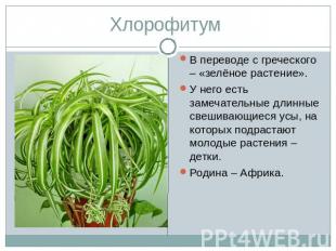 Хлорофитум В переводе с греческого – «зелёное растение».У него есть замечательны