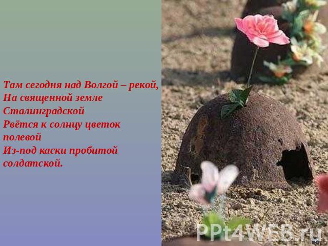 Там сегодня над Волгой – рекой,На священной земле СталинградскойРвётся к солнцу цветок полевойИз-под каски пробитой солдатской.