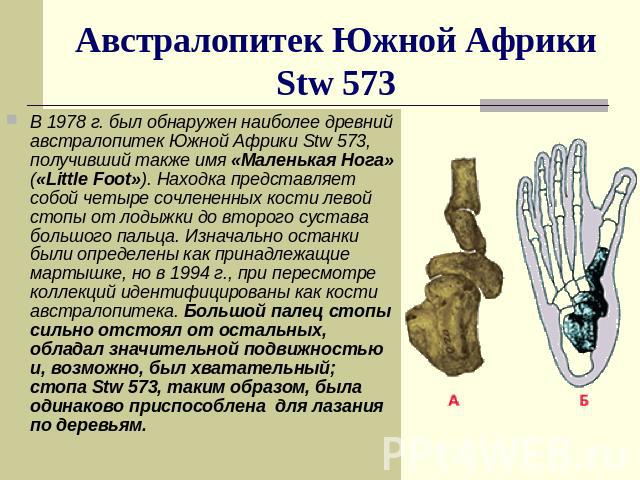 Австралопитек Южной Африки Stw 573 В 1978 г. был обнаружен наиболее древний австралопитек Южной Африки Stw 573, получивший также имя «Маленькая Нога» («Little Foot»). Находка представляет собой четыре сочлененных кости левой стопы от лодыжки до втор…