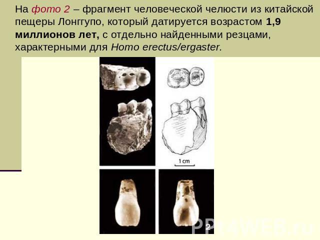 На фото 2 – фрагмент человеческой челюсти из китайской пещеры Лонггупо, который датируется возрастом 1,9 миллионов лет, с отдельно найденными резцами, характерными для Homo erectus/ergaster.