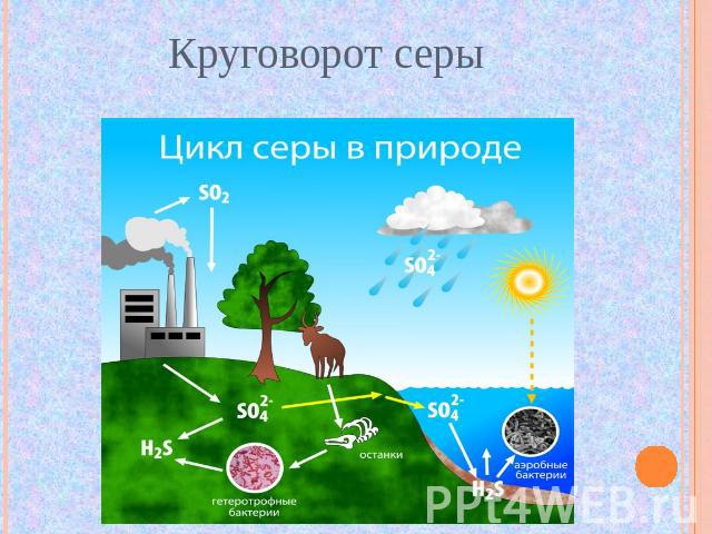 Презентация круговорот веществ и энергии в биосфере