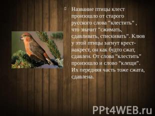Название птицы клест произошло от старого русского слова “клестить” , что значит