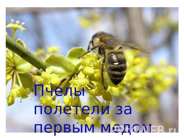 Пчелы полетели за первым медом