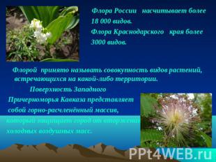 Флора России насчитывает более 18 000 видов. Флора Краснодарского края более 300
