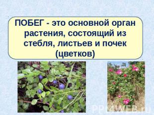 ПОБЕГ - это основной орган растения, состоящий из стебля, листьев и почек (цветк