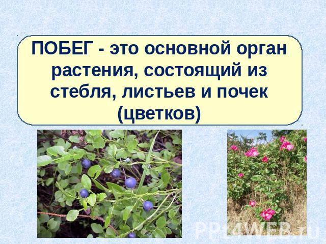 ПОБЕГ - это основной орган растения, состоящий из стебля, листьев и почек (цветков)