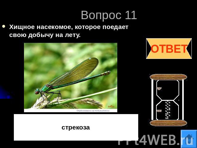 Вопрос 11Хищное насекомое, которое поедает свою добычу на лету.стрекоза
