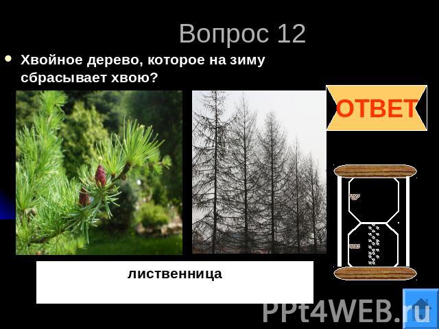 Вопрос 12Хвойное дерево, которое на зиму сбрасывает хвою?лиственница