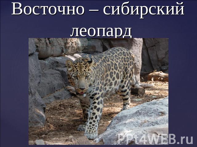 Восточно – сибирский леопард