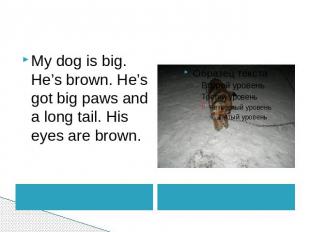 My dog is big. He’s brown. He’s got big paws and a long tail. His eyes are brown