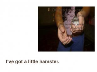 I’ve got a little hamster.