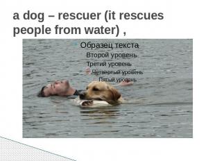 a dog – rescuer (it rescues people from water) ,