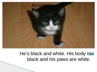 He’s black and white. His body is black and his paws are white.He’s black and wh