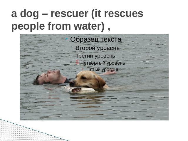 a dog – rescuer (it rescues people from water) ,