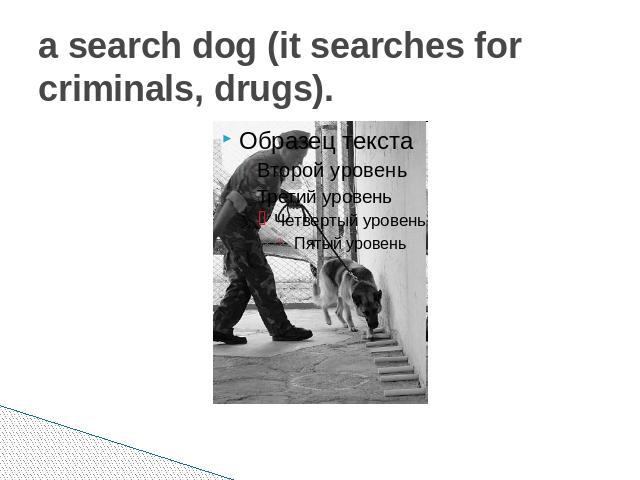 a search dog (it searches for criminals, drugs).