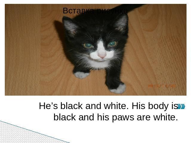 He’s black and white. His body is black and his paws are white.He’s black and white. His body is black and his paws are white.