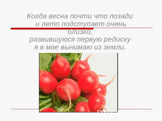 Когда весна почти что позади и лето подступает очень близко, развившуюся первую редиску я в мае вынимаю из земли.