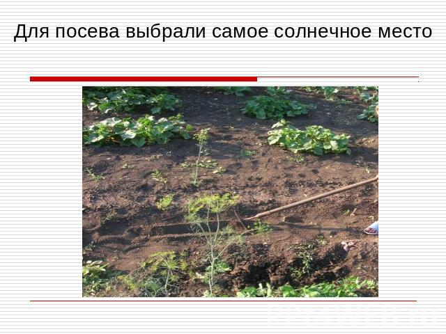 Для посева выбрали самое солнечное место