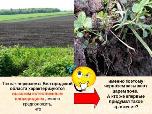 Так как черноземы Белгородской области характеризуются высоким естественным плод