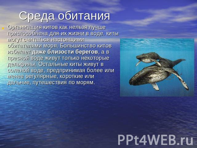 Среда обитанияОрганизация китов как нельзя лучше приспособлена для их жизни в воде. киты могут считаться настоящими обитателями моря. Большинство китов избегает даже близости берегов, а в пресной воде живут только некоторые дельфины. Остальные киты …