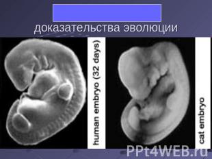 Эмбриологические доказательства эволюции
