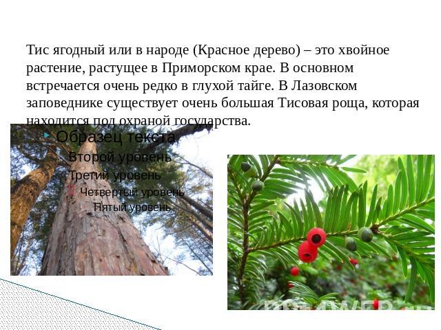 Тис ягодный или в народе (Красное дерево) – это хвойное растение, растущее в Приморском крае. В основном встречается очень редко в глухой тайге. В Лазовском заповеднике существует очень большая Тисовая роща, которая находится под охраной государства.
