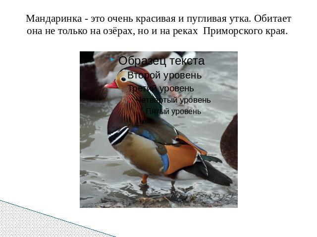 Мандаринка - это очень красивая и пугливая утка. Обитает она не только на озёрах, но и на реках  Приморского края.