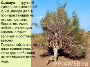 Саксаул — крупный кустарник высотой 1,5-2,5 м, иногда до 5 м, произрастающий на