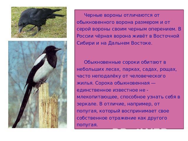 Черные вороны отличаются от обыкновенного ворона размером и от серой вороны своим черным оперением. В России чёрная ворона живёт в Восточной Сибири и на Дальнем Востоке. Обыкновенные сороки обитают в небольших лесах, парках, садах, рощах, часто непо…