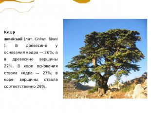 Кедр ливанский (лат. Cedrus libani). В древесине у основания кедра — 26%, а в др