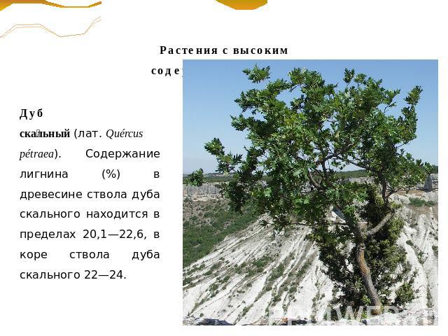 Дуб скальный (лат. Quércus pétraea). Содержание лигнина (%) в древесине ствола дуба скального находится в пределах 20,1—22,6, в коре ствола дуба скального 22—24.