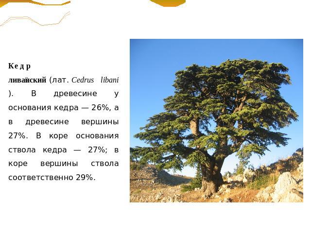 Кедр ливанский (лат. Cedrus libani). В древесине у основания кедра — 26%, а в древесине вершины 27%. В коре основания ствола кедра — 27%; в коре вершины ствола соответственно 29%. 