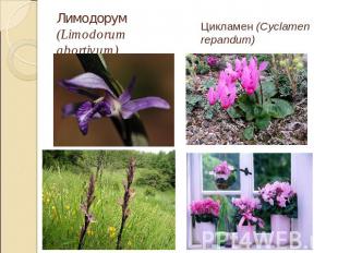 Лимодорум (Limodorum abortivum)Цикламен (Cyclamen repandum)