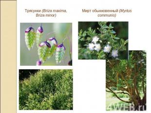 Трясунки (Briza maxima, Briza minor)Мирт обыкновенный (Myrtus communis)