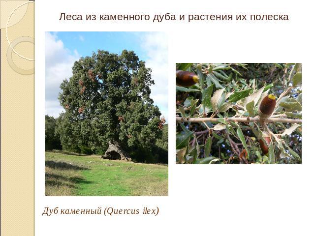 Дуб каменный (Quercus ilex)