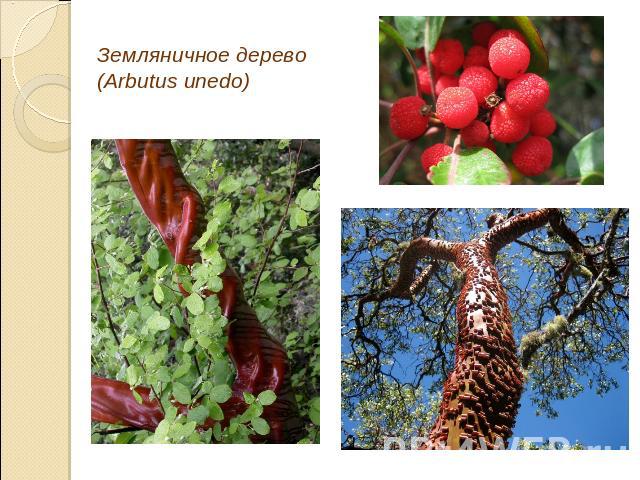 Земляничное дерево (Arbutus unedo)