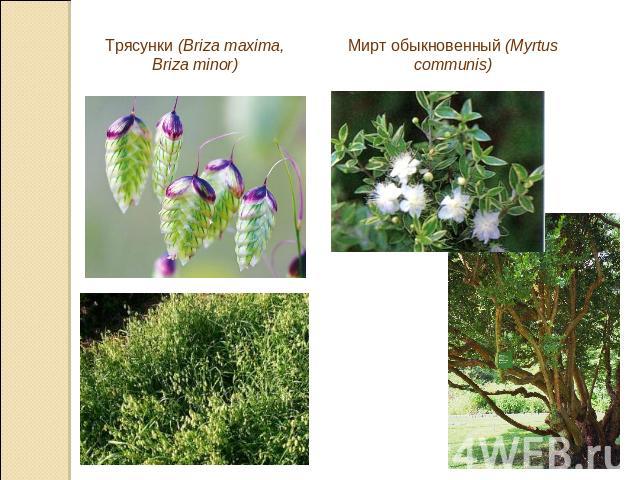 Трясунки (Briza maxima, Briza minor)Мирт обыкновенный (Myrtus communis)