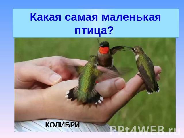 Какая самая маленькая птица?