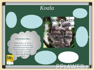 KoalaDid you know that…~koala means ‘no water’?~they never drink, but they get a