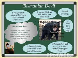 Tasmanian DevilIt has got small round red ears and a pointed dark brown nose.It